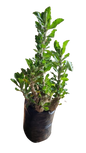 Pachypodium saundersii 10L