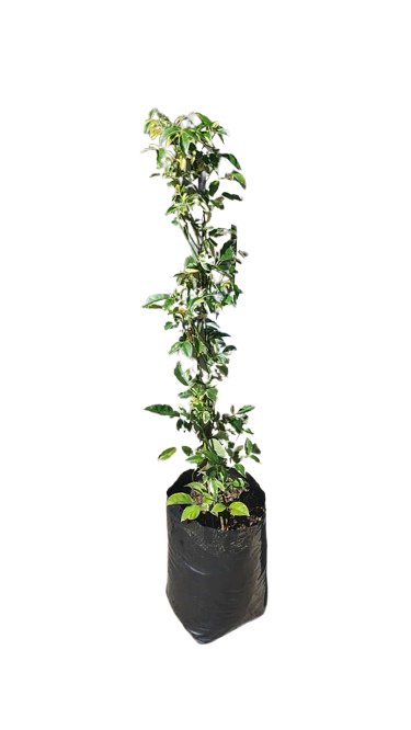 Pandorea Variegated 10L