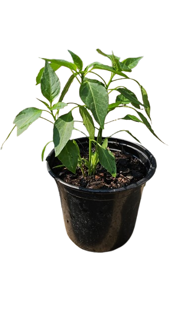 Capsicum Plant 15cm various