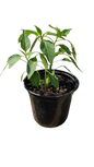 Capsicum Plant 15cm various