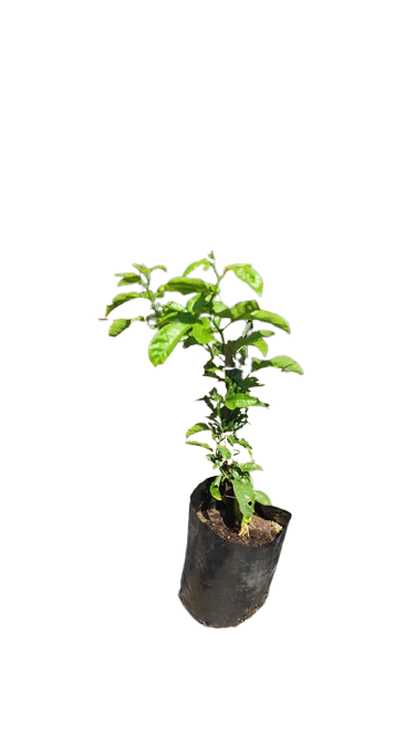 Passiflora Ester 'Granadilla' 5lt
