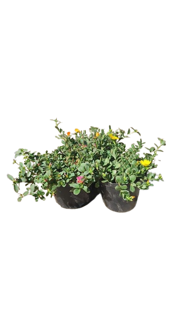 Portulaca Pazaz Mixed 15cm