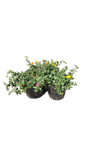 Portulaca Pazaz Mixed 15cm