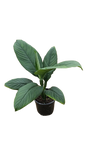 Spathiphyllum Sensation 16.5cm
