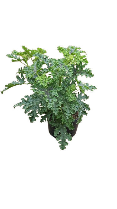 Pelargonium Various 17cm