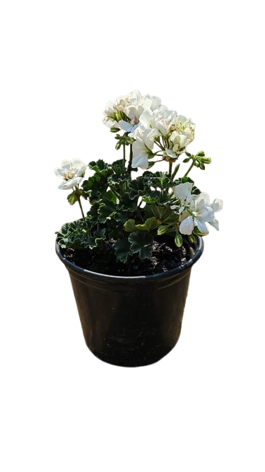 Pelargonium Assorted Pots 17cm