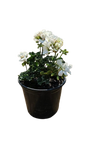 Pelargonium Assorted Pots 17cm