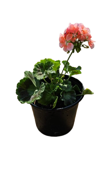 Pelargonium Assorted Pots 17cm