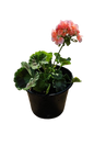 Pelargonium Assorted Pots 17cm