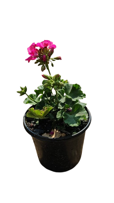 Pelargonium Assorted Pots 17cm