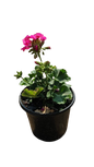 Pelargonium Assorted Pots 17cm