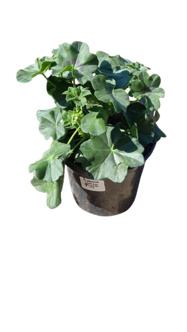 Pelargonium Assorted 17cm