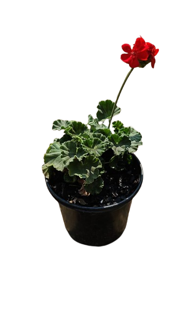 Pelargonium Assorted Pots 17cm