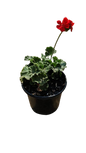 Pelargonium Assorted Pots 17cm