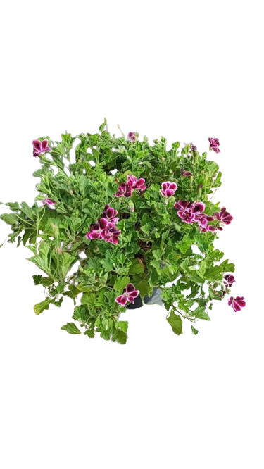 Pelargonium Regal 'Novita' 23cm