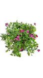 Pelargonium Regal 'Novita' 23cm