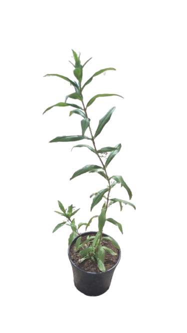 Penstemon 15cm