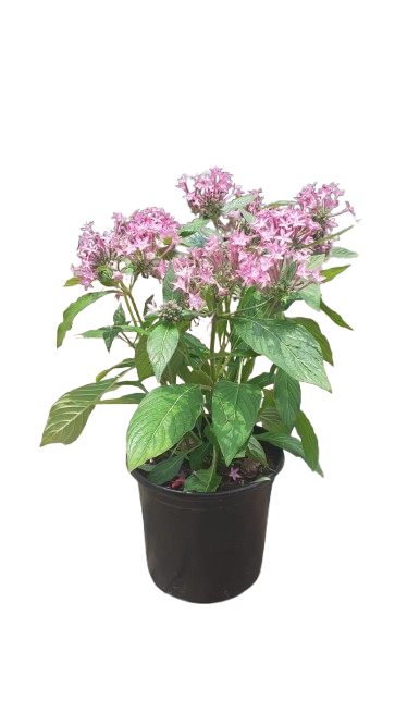 Pentas Glitterati Purple Star 17cm