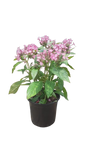 Pentas Glitterati Purple Star 17cm
