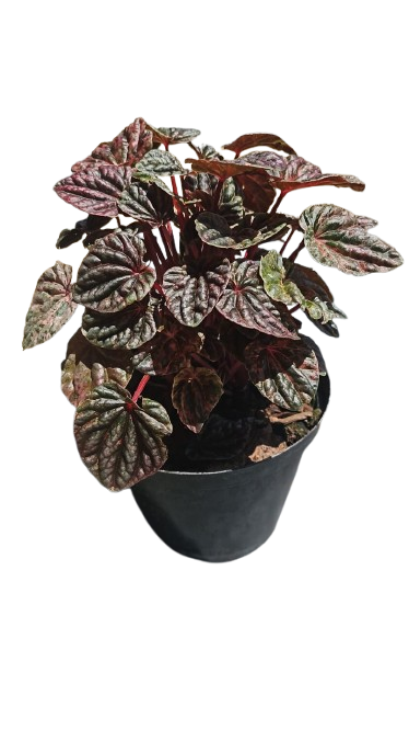 Peperomia Caperta Mix 15cm
