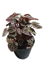 Peperomia Caperta Mix 15cm