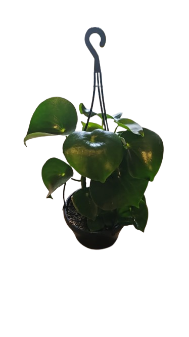 Peperomia Raindrop HB 16cm