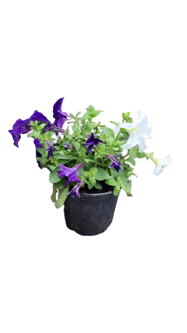 Petunia 15cm pot