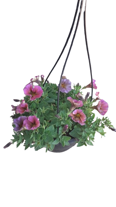 Petunia Beautical 'Sunray Pink' 20cm Hanging Basket.