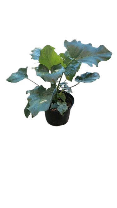 Philodendron Selloum 17cm