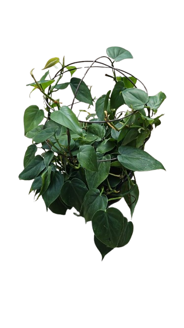 Philodendron Scandens 16cm Wire Ball