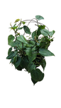 Philodendron Scandens 16cm Wire Ball