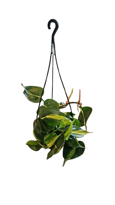 Philodendron Scandens Mica HB 16cm