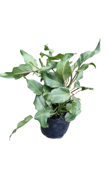 Philodendron Xanadu 4L