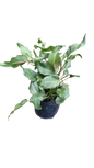 Philodendron Xanadu 4L