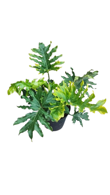 Philodendron Dipinnatafidum Hope 25cm