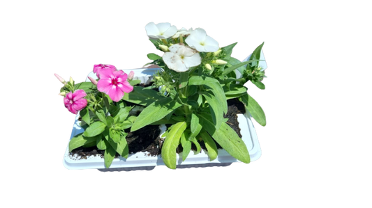 Phlox 4 Pack Seedling Tray (Various Colours)
