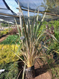 Phormium Pink Stripe 20L