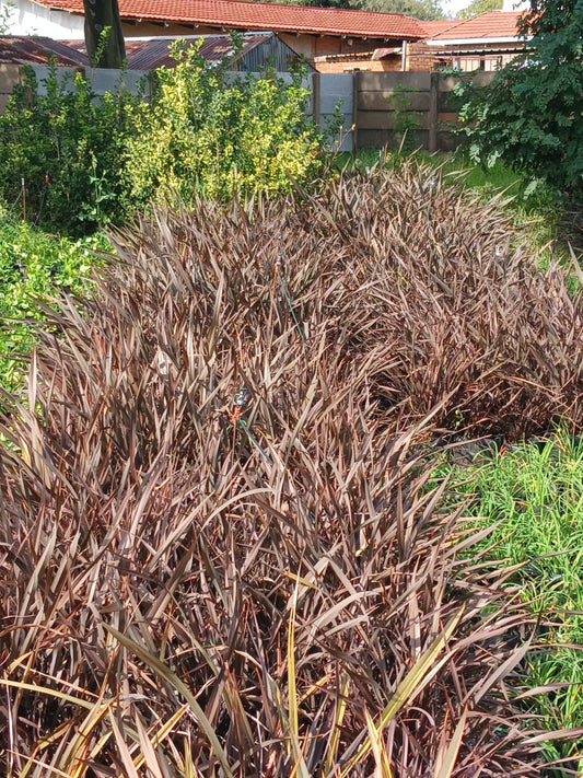 Phormium Rubra 10L
