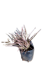 Phormium Pink 5L