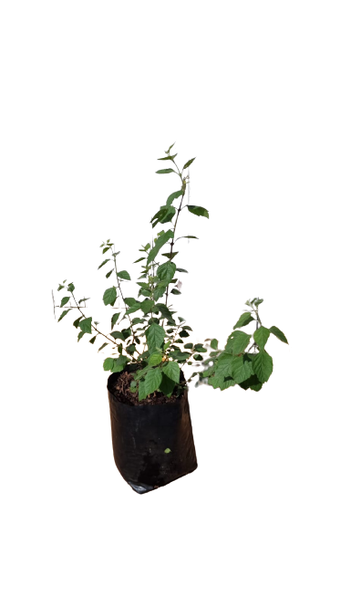 Karomia Spciosa - Pink (Holmskoldia)- Indiginous 10L