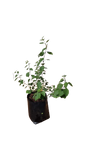 Karomia Spciosa - Pink (Holmskoldia)- Indiginous 10L