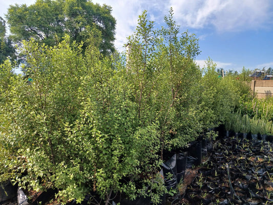 Pittosporum nigrescens 'Cheesewood' 40L