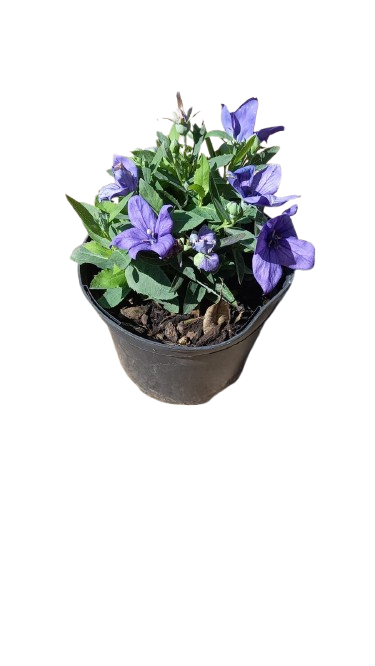 Platycodon Assorted 15cm