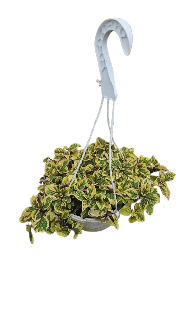 Plectranthus Ciliatus Lemon & Lime H/B 20cm