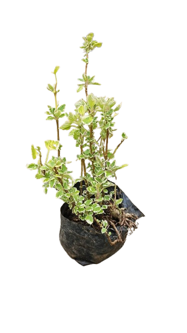 Plectranthus Varigated 2.5L