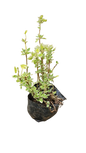 Plectranthus Varigated 2.5L