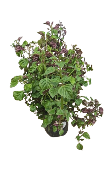 Plectranthus Magic Mona Various Colour and Size