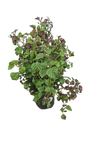 Plectranthus Magic Mona Various Colour and Size