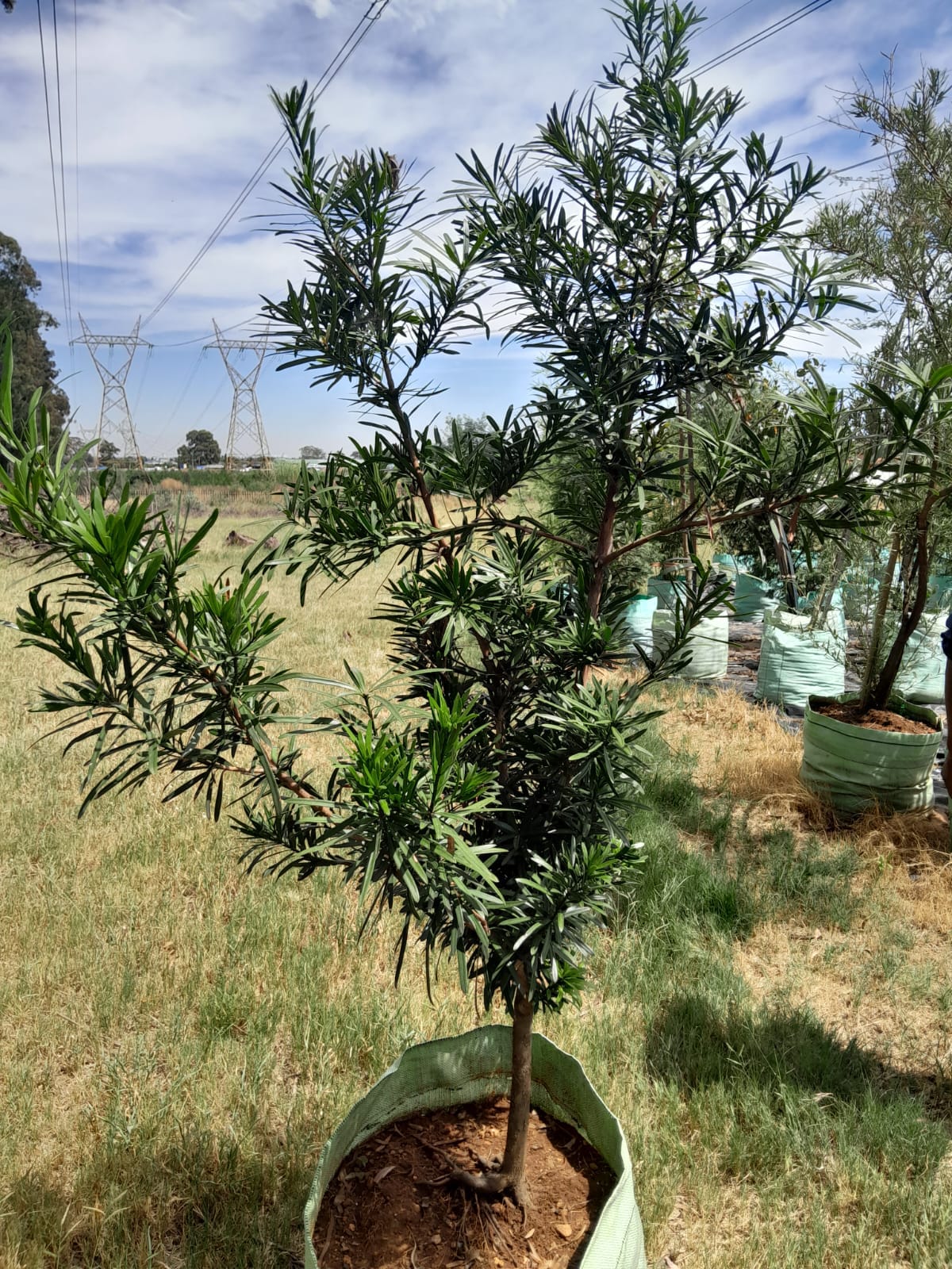 Podocarpus Falcatus 'Yellow Wood' 100L