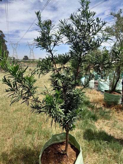 Podocarpus Falcatus 'Yellow Wood' 100L